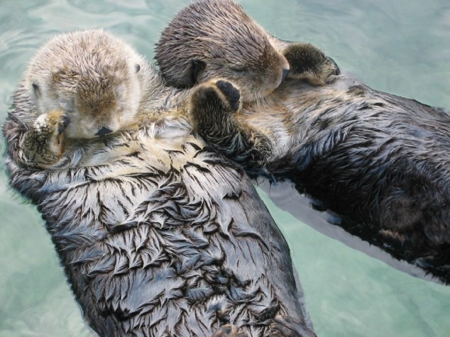 [Sea-Otters-Holding-Hands-634x475%255B4%255D.jpg]