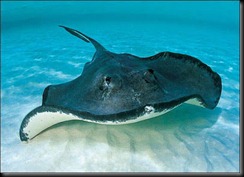 stingray