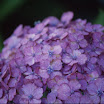 PICT1588.JPG