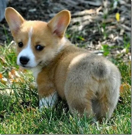 funny-animals-cute-4