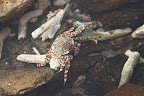 Crab on White Rock Island