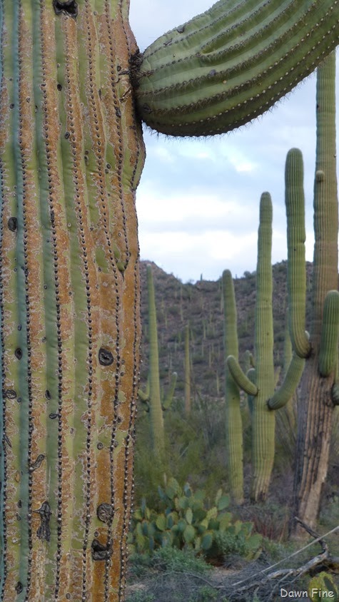 [Saguaro%2520NP%2520West_051%255B3%255D.jpg]