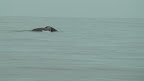 Bultrug walvis (geen spetterende acties verder)