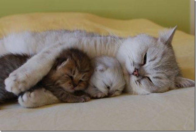 cat-cuddling-kittens