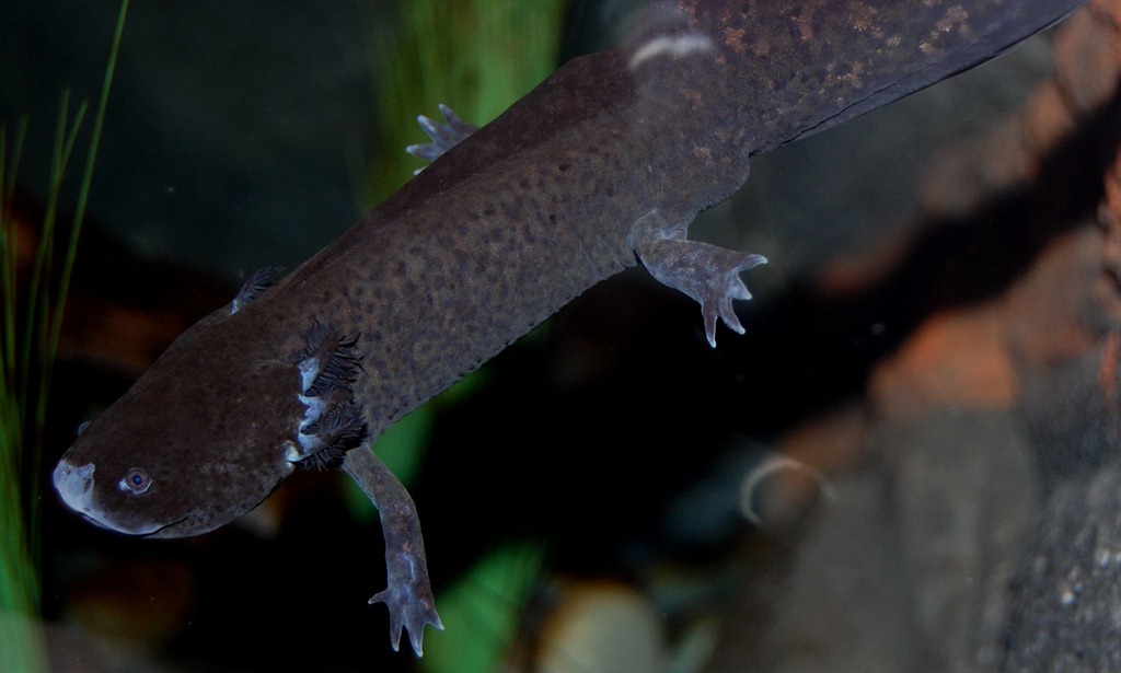 [aquariumaugust2111.jpg]