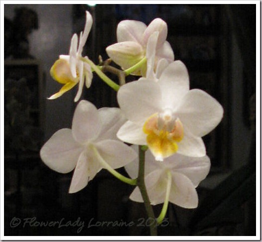 02-24-f-p-orchid