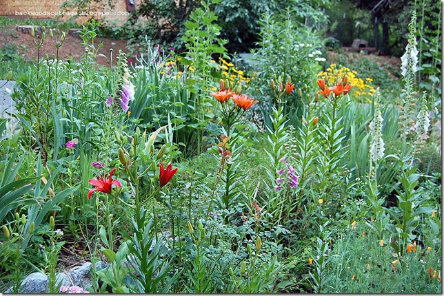 roseoflilies roseoflilies