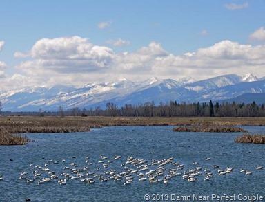 Snow Geese and Coots1 Snow Geese and Coots1