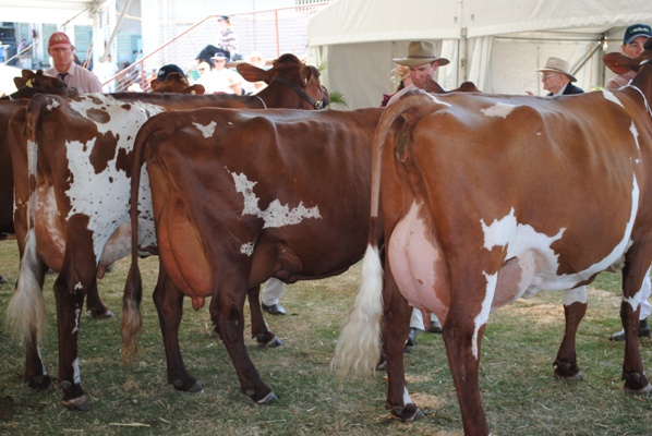 Cow 4 years and under 5 In Milk (2).JPG