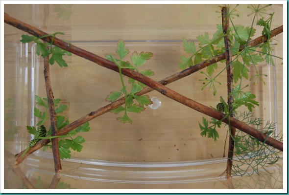 Twig Trellis