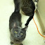 cats_reneseme_2011_06_10_01.jpg cats_reneseme_2011_06_10_01.jpg