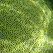  Snorkel Buck Island Reef 