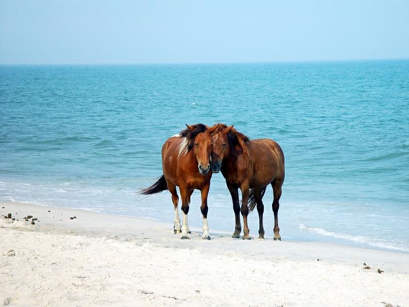 [Wild-horse-in-the-beach4.jpg]