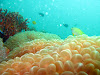  Koh Lipe Resimleri Fotoğrafları