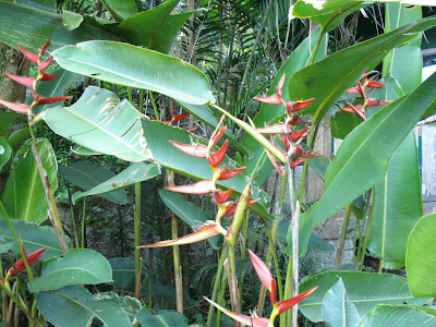 Birds of Paradise grew pretty much everywhere.   The colorful part isn't actually a flower -- it's a leaf modification evolved to trap water.