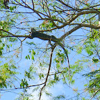 A very big Lizard