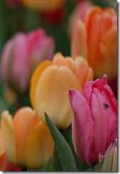 tulips5