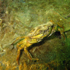 Krab
