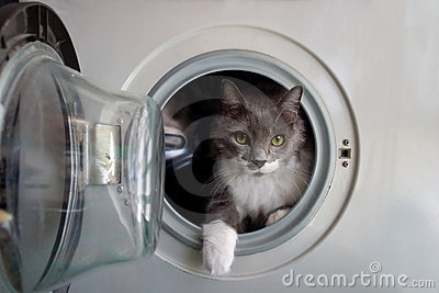 [gatos%2520lavadora%2520%25284%2529%255B3%255D.jpg]