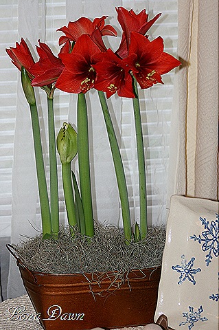 [Amaryllis_Firecracker%255B9%255D.jpg]