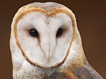 owls02