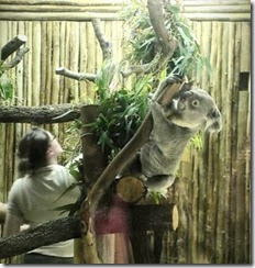 koala Dallas Zoo koala