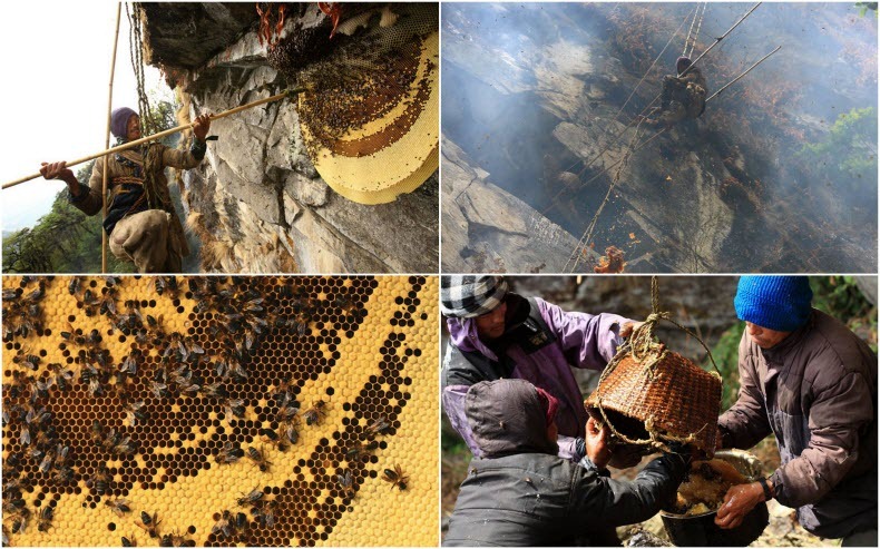 honey-hunters-nepal