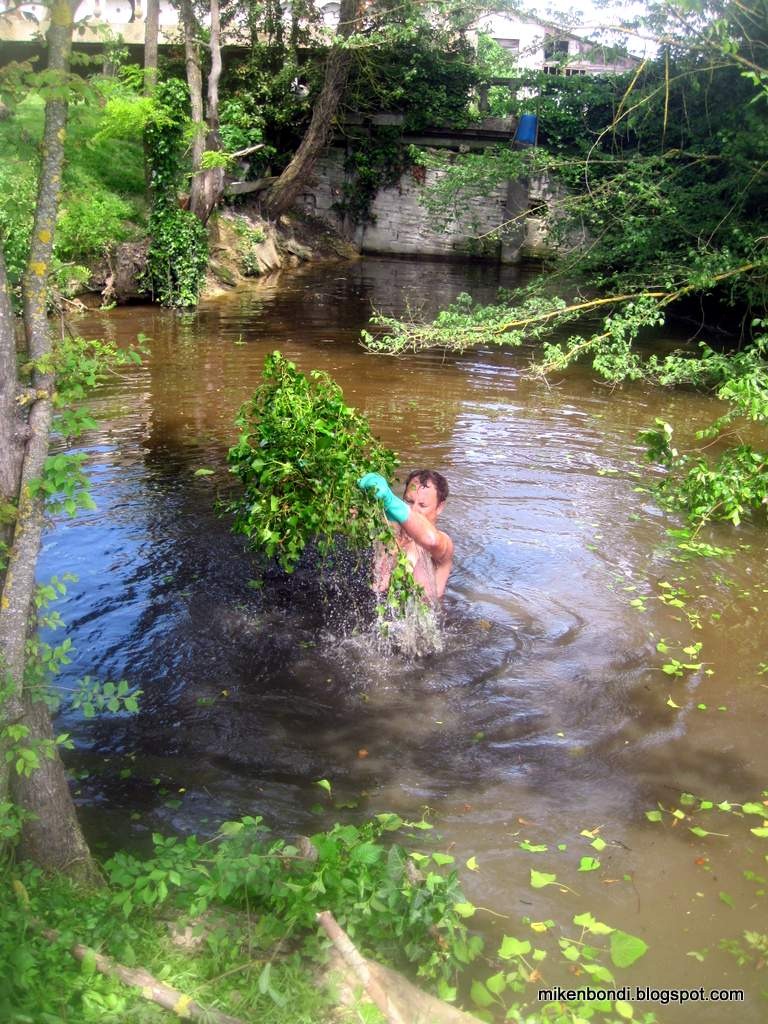 [Pulling%2520up%2520submerged%2520epiphytes%255B4%255D.jpg]