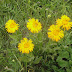 Doronicum%252520oblongifolium%25252c%252520lernapar%25252c%2525202012.07.04
