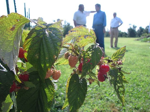 Red raspberries ripen in the foreground as winery owner Brian Overboe explains the wine-making procedure to Blunt. (photo credit: Jennifer Moore)