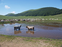 Lago Pantani Photo