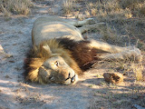 He looks harmless, but apparently this same one has killed other male lions in the area and has actually *eaten* them! Scary stuff! It's especially scary hearing stories like that when you're sitting just a few feet away in an entirely open vehicle. South Africa - 504.jpg