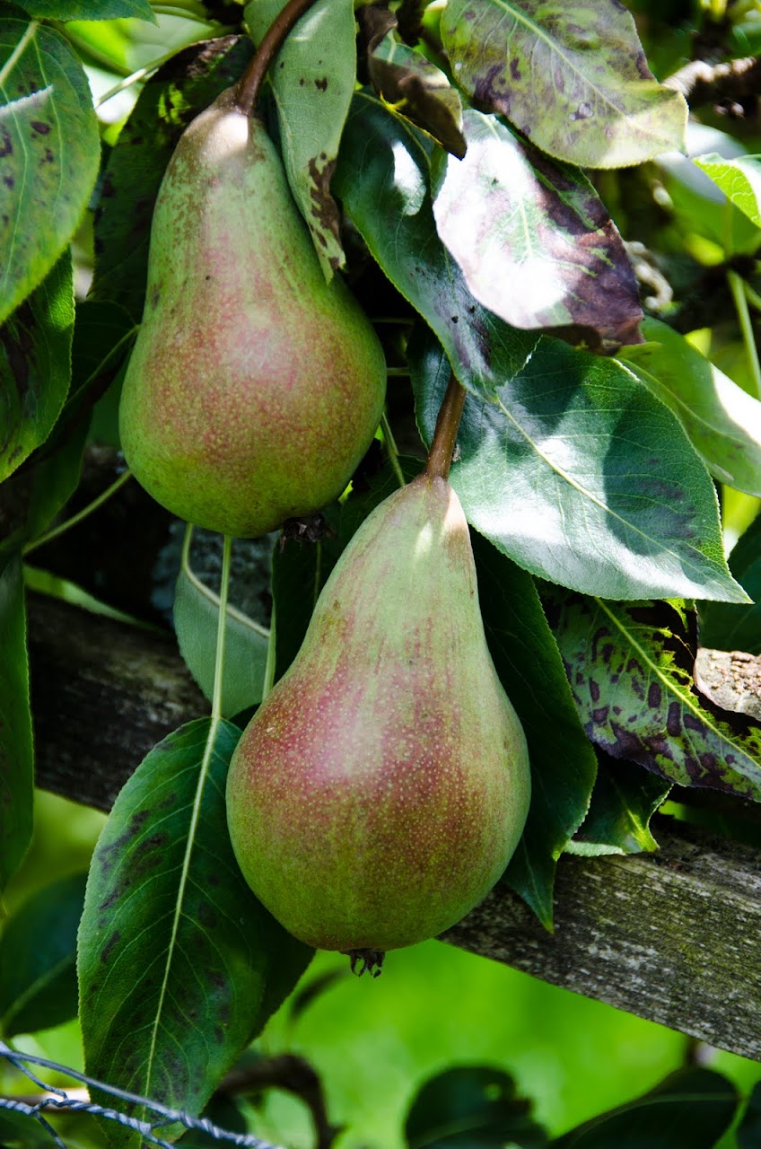 Pears at Painswick Rococo