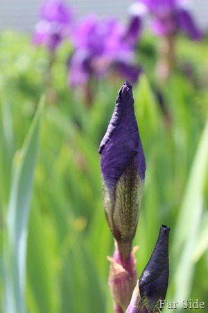Iris with pollen