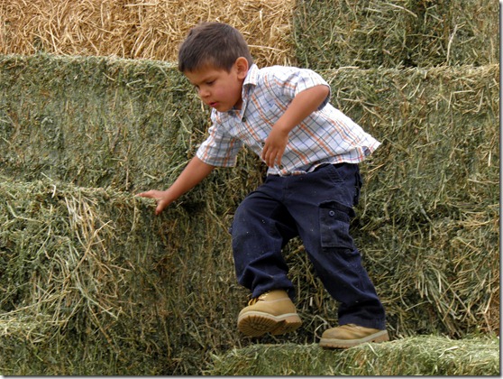 papi on the haystack