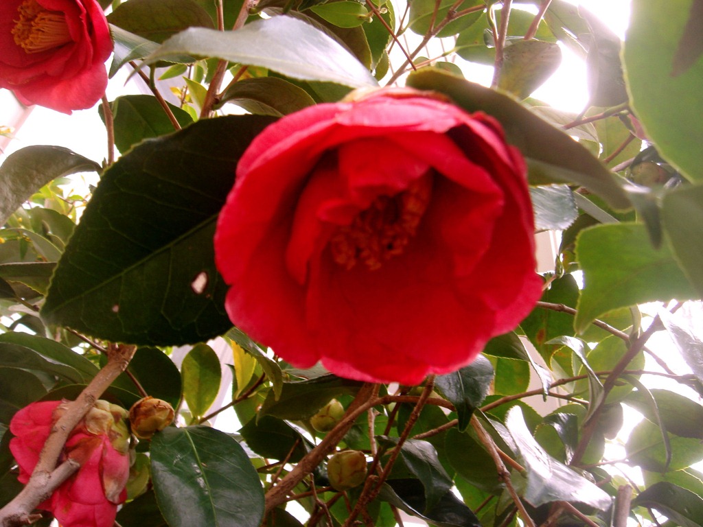 [Camellia%255B2%255D.jpg]