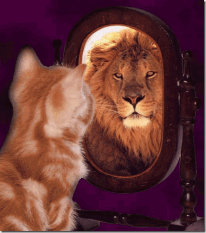[GingerCat-Looking-in-the-Mirror_thum%255B2%255D.gif]