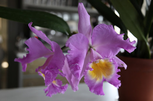 The botanical name is Laeliocattleya Martha Stewart and is registered with the Royal Horticultural Society.  It's a cattleya hybrid.