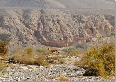 Gazelle in Nahal Paran, tb042107595