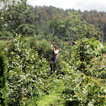 Flying Fox