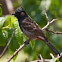 Red-vented Bulbul