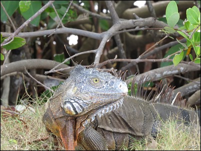 iguana