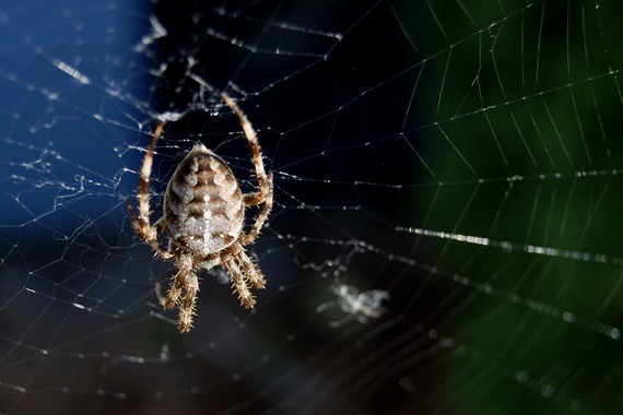 [Spider%2520web%255B2%255D.jpg]
