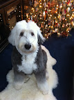 Kathy M. says Merry Christmas from Sophie!