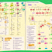 %257BA15F9F0F-F00B-4679-89D2-FD0EE7DAA106%257D-5%2520x7%2520genetic%2520code%2520and%2520purine%2520metabolism%2520044.jpg