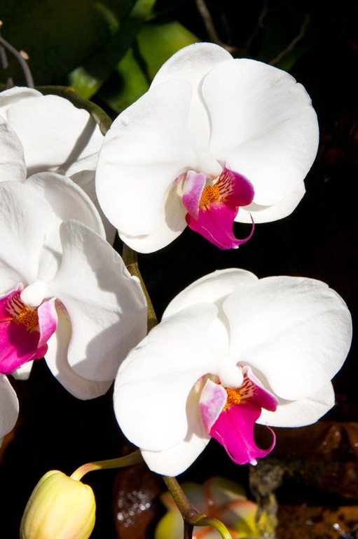 [orchid___white_by_deviantteddine-d4j5n32%255B3%255D.jpg]