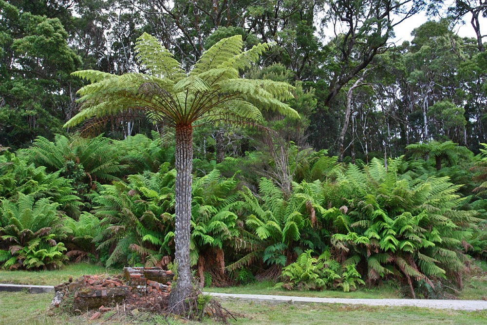 [100104-Sarah-Island-Tasmania-tree-fe%255B10%255D.jpg]