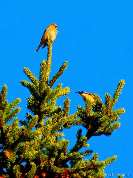 8. goldfinches-kab