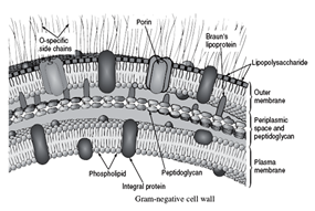 Gram negative cell wall