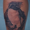 King Penguin